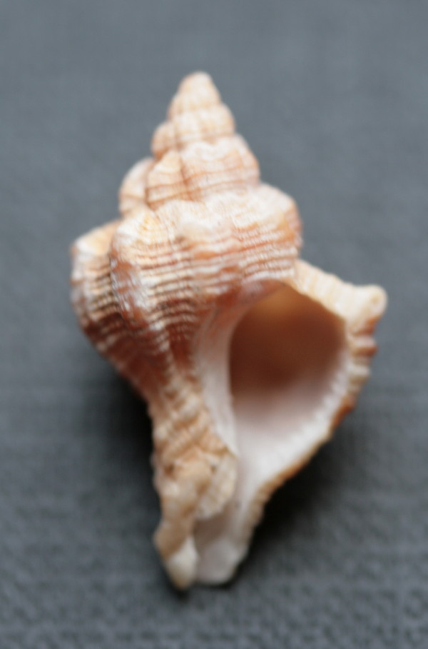 Ostia spiaggia (Hexaplex trunculus)